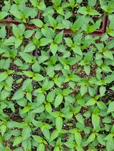 팜모닝 고추·일상 게시글 이미지