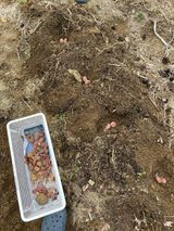 팜모닝 감자·영농일지 게시글 이미지