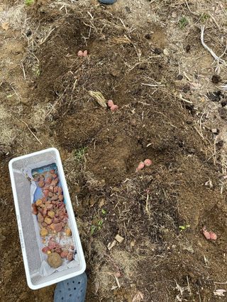 김지훈님의 감자 · 영농일지 작성글 사진