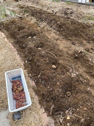 김지훈님의 감자 · 영농일지 작성글 사진