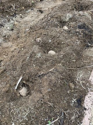 김지훈님의 감자 · 영농일지 작성글 사진