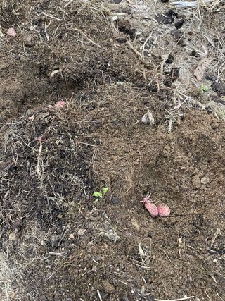 김지훈님의 감자 · 영농일지 작성글 사진