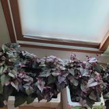 팜모닝 고구마·영농일지 게시글 이미지