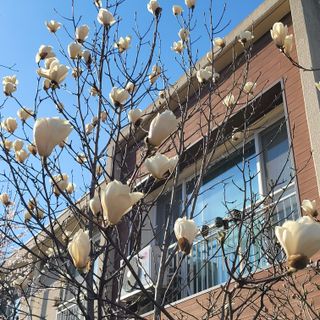 서녕영더기님의 고구마 · 영농일지 작성글 사진