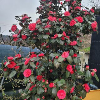 서녕영더기님의 고구마 · 영농일지 작성글 사진