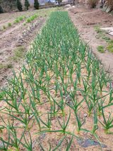 팜모닝 자유주제·자유게시판 게시글 이미지