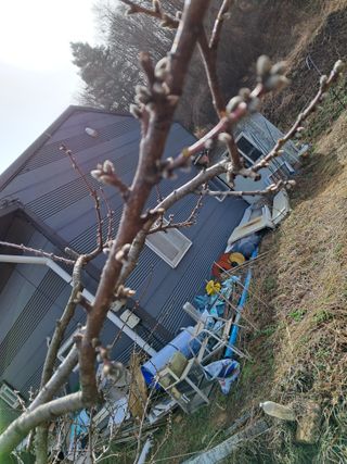 이황희님의 복숭아 · 병해충상담 작성글 사진