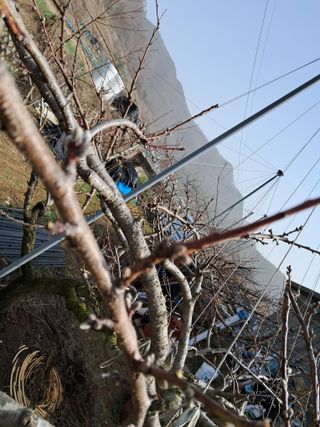 이황희님의 복숭아 · 병해충상담 작성글 사진