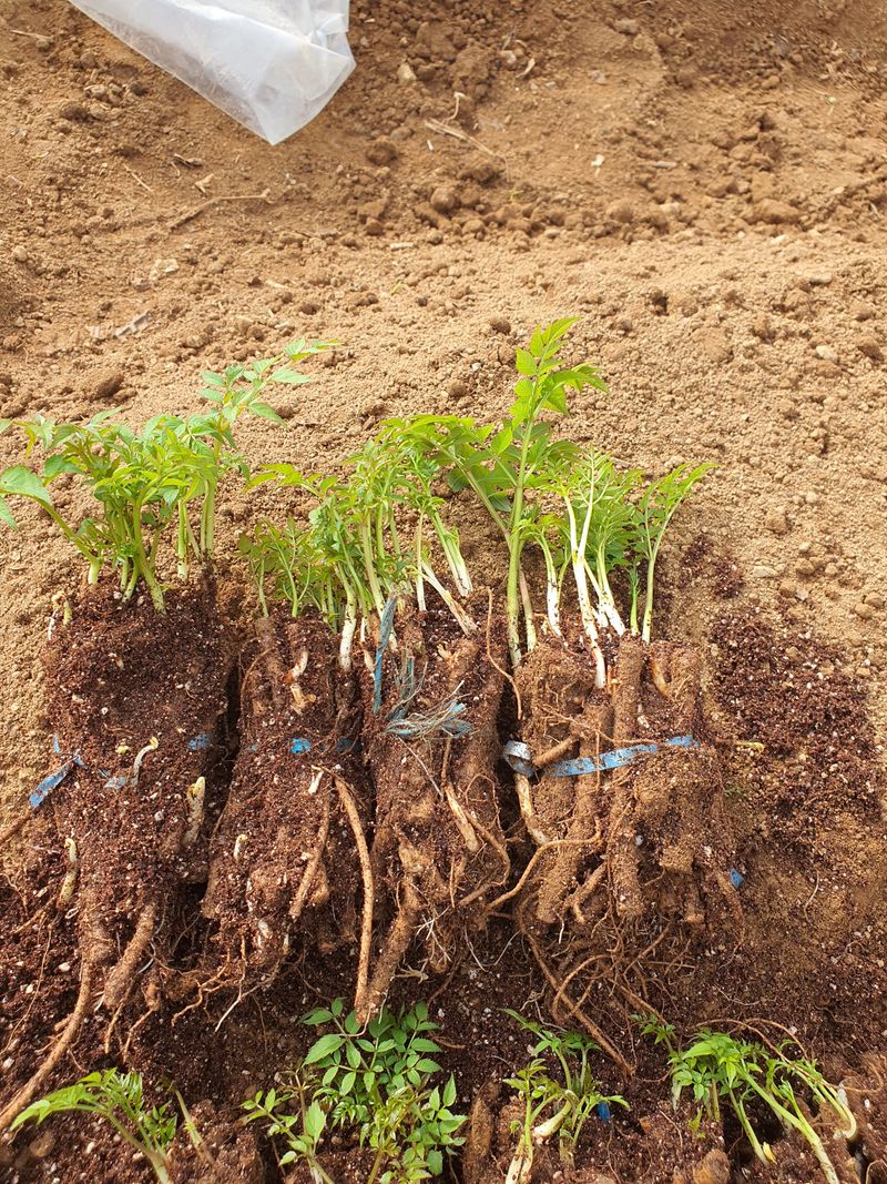 장터 상품 [가시없는두릅 종근] 썸네일