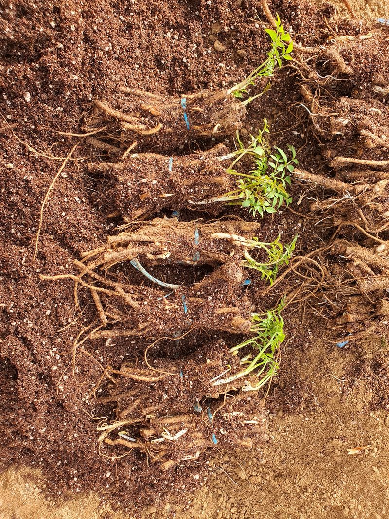 정태권님의 장터 판매 상품 [가시없는두릅 종근] 첨부 사진