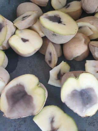 알 수 없음님의 감자 · 자유게시판 작성글 사진