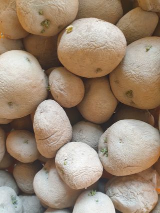 알 수 없음님의 감자 · 자유게시판 작성글 사진