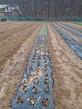 팜모닝 상추·영농일지 게시글 이미지