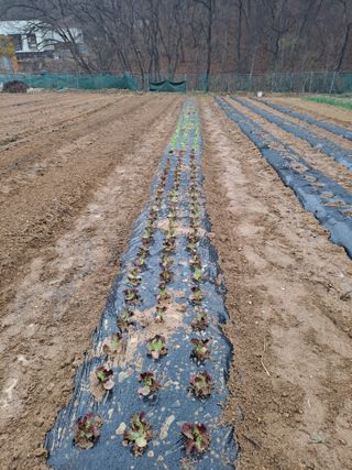 이기수님의 상추 · 영농일지 작성글 사진