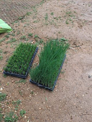 이기수님의 상추 · 영농일지 작성글 사진