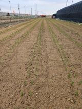 팜모닝 파·영농일지 게시글 이미지