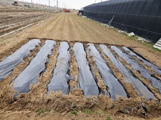 부지런하고싶은농부님의 파 · 영농일지 작성글 사진