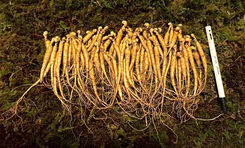 장터 상품 [지금 딱 심기 좋은 산양삼!! 60-65뿌리] 썸네일