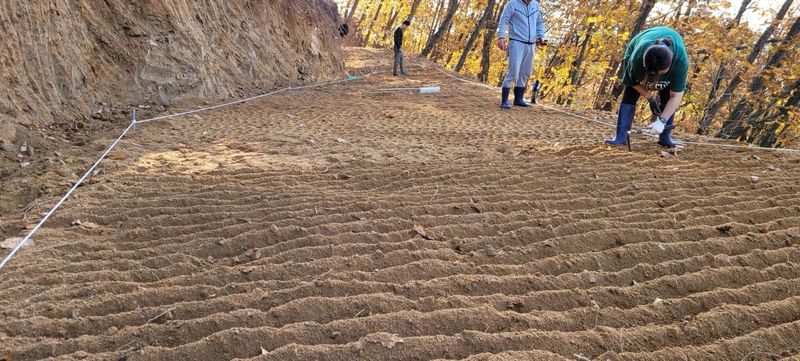 진상빈님의 장터 판매 상품 [지금 딱 심기 좋은 산양삼!! 60-65뿌리] 첨부 사진