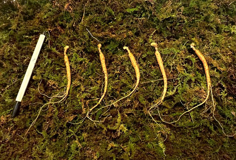 진상빈님의 장터 판매 상품 [지금 딱 심기 좋은 산양삼!! 60-65뿌리] 첨부 사진