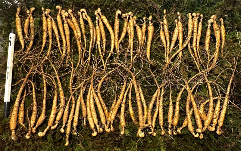 진상빈님의 장터 판매 상품 [지금 딱 심기 좋은 산양삼!! 60-65뿌리] 첨부 사진