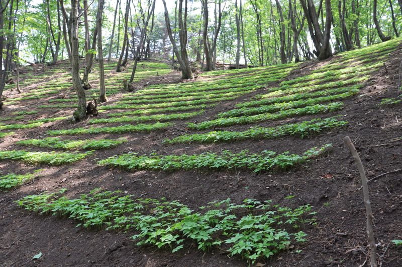 진상빈님의 장터 판매 상품 [지금 딱 심기 좋은 산양삼!! 60-65뿌리] 첨부 사진