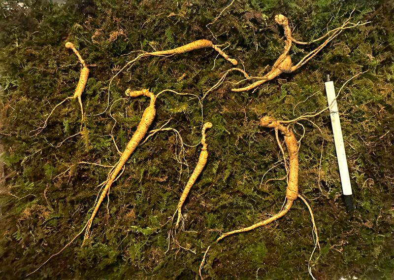 진상빈님의 장터 판매 상품 [10년근 파삼 120g입니다!!] 첨부 사진