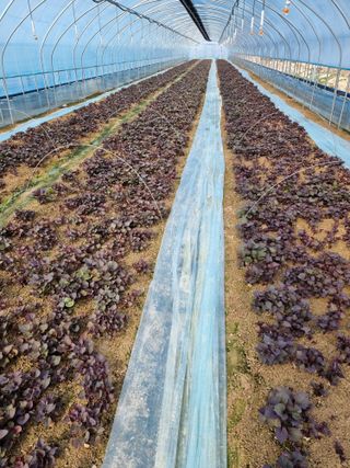 김동수님의 고구마 · 자유게시판 작성글 사진