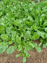 팜모닝 기타작물·영농일지 게시글 이미지