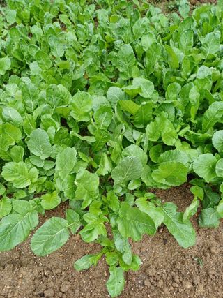 감7195님의 기타작물 · 영농일지 작성글 사진