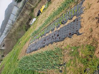 신이내린오디 정가네님의 자유주제 · 자유게시판 작성글 사진