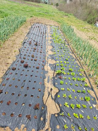 신이내린오디 정가네님의 자유주제 · 자유게시판 작성글 사진