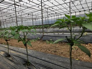 유덕균님의 고추 · 영농일지 작성글 사진