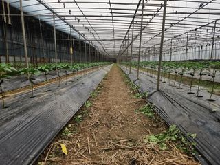 유덕균님의 고추 · 영농일지 작성글 사진