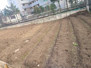 조영락님의 감자 · 영농일지 작성글 사진