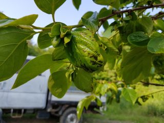 정명진님의 감 · 병해충상담 작성글 사진