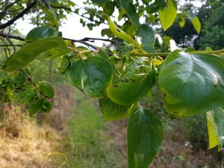 정명진님의 감 · 병해충상담 작성글 사진