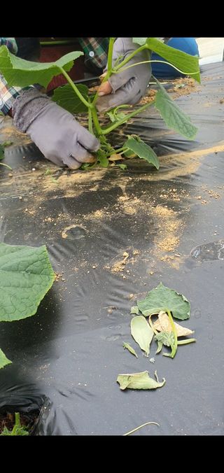 김인선님의 4월 농사계획 공유해요 · 참여글 작성글 사진