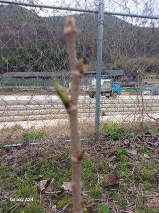 이상애초보농업님의 자유주제 · 자유게시판 작성글 사진