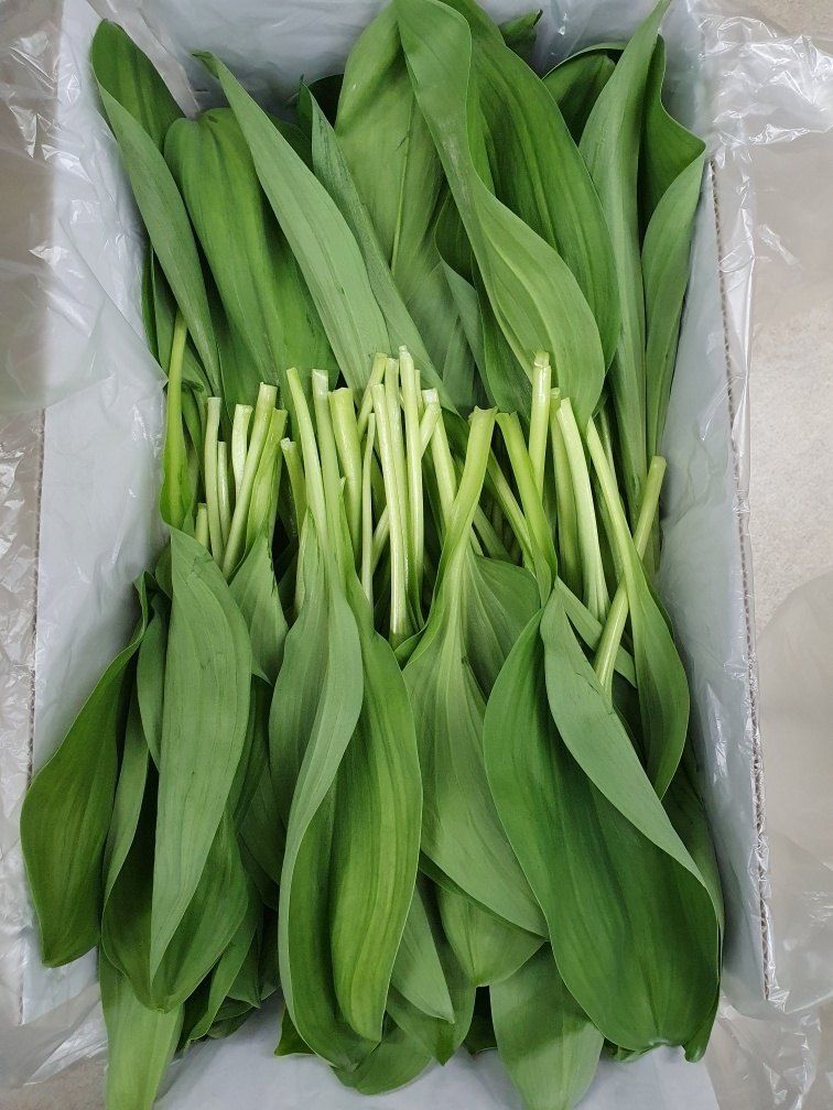 장터 상품 [명이나물 1kg (장아찌 간장 1kg 추가) ] 썸네일