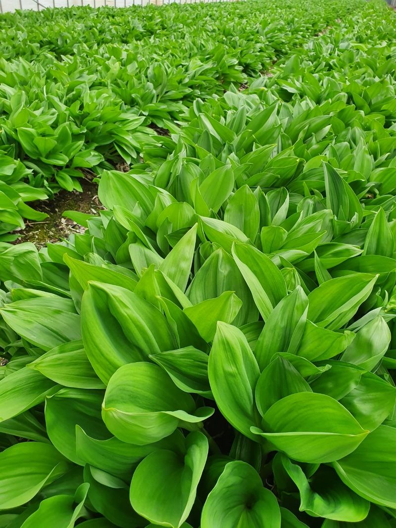 프룻하늬님의 장터 판매 상품 [명이나물 1kg (장아찌 간장 1kg 추가) ] 첨부 사진