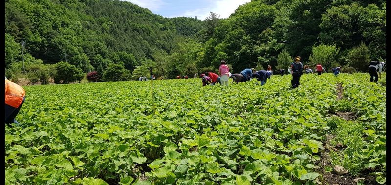 프룻하늬님의 장터 판매 상품 [명이나물 1kg (장아찌 간장 1kg 추가) ] 첨부 사진