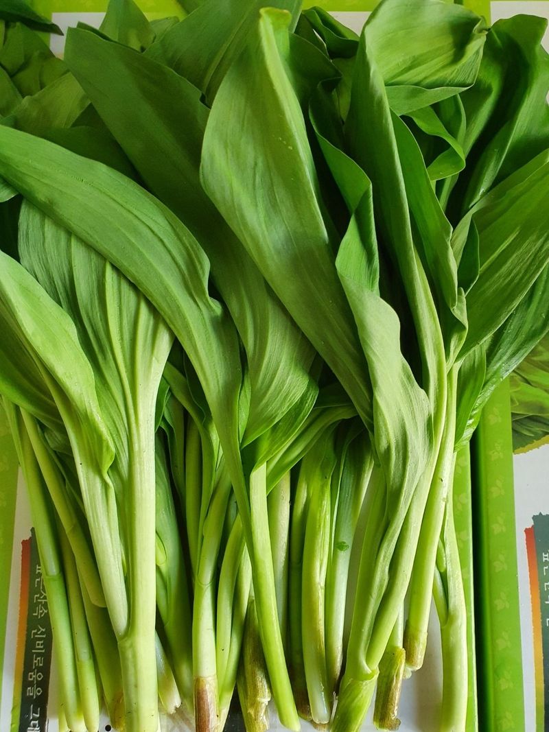 프룻하늬님의 장터 판매 상품 [명이나물 1kg (장아찌 간장 1kg 추가) ] 첨부 사진