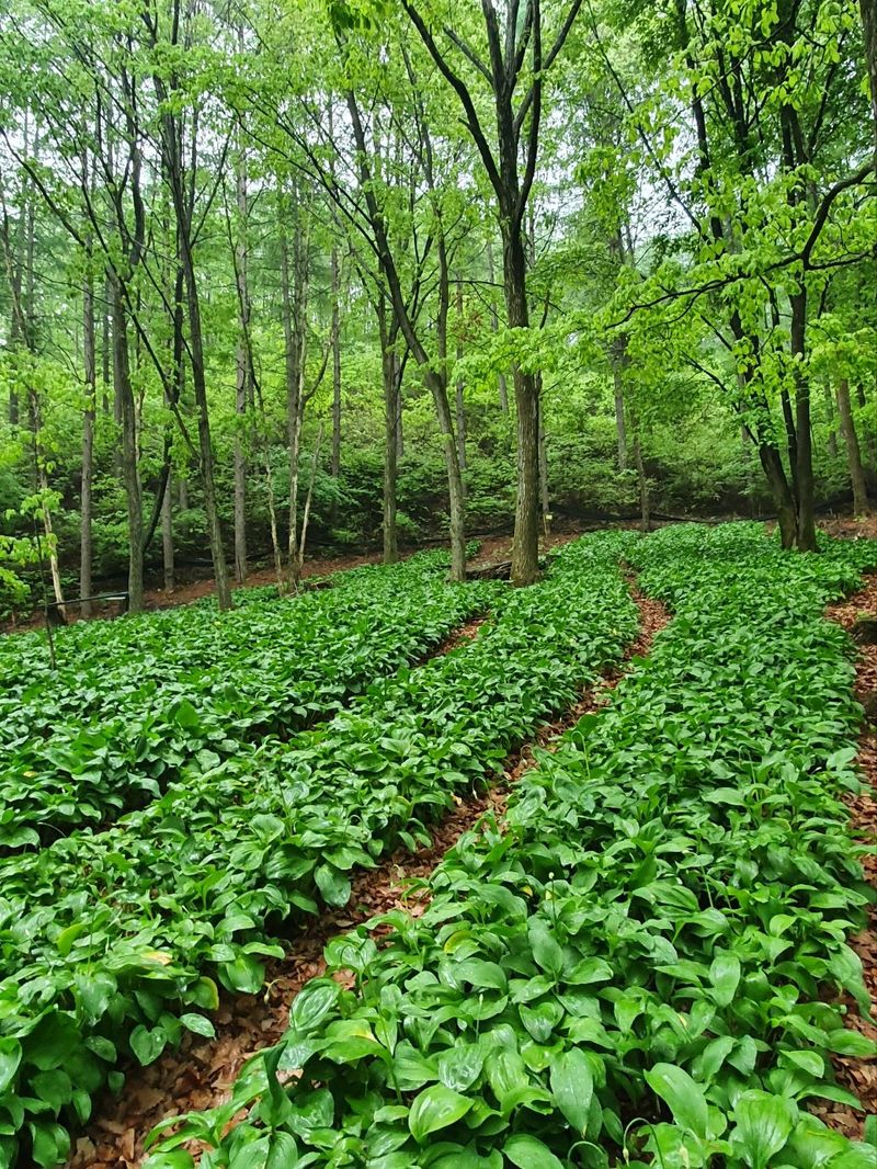 프룻하늬님의 장터 판매 상품 [명이나물 1kg (장아찌 간장 1kg 추가) ] 첨부 사진