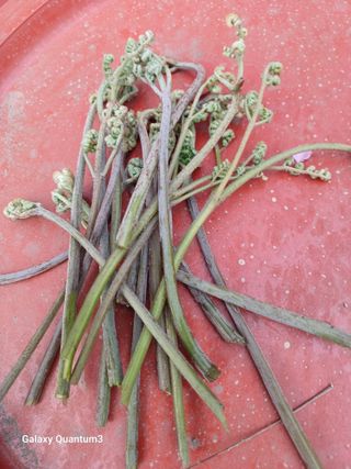 오금식(대청농원)님의 자유주제 · 자유게시판 작성글 사진