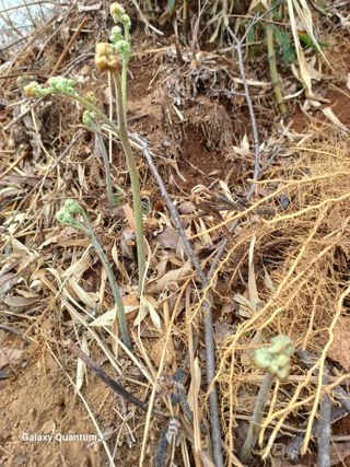오금식(대청농원)님의 자유주제 · 자유게시판 작성글 사진