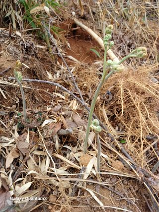 오금식(대청농원)님의 자유주제 · 자유게시판 작성글 사진