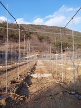 팜모닝 사과·영농일지 게시글 이미지