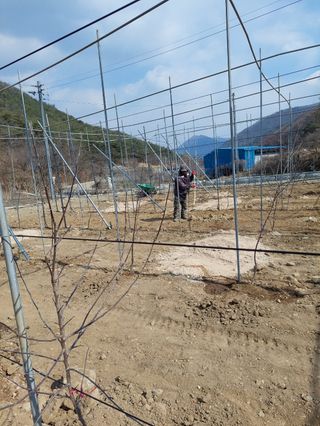 트라이애플1님의 사과 · 영농일지 작성글 사진