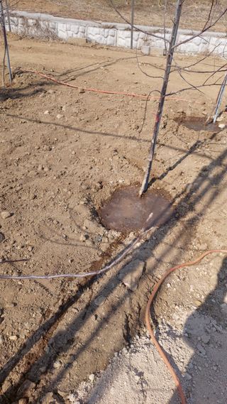 트라이애플1님의 사과 · 영농일지 작성글 사진